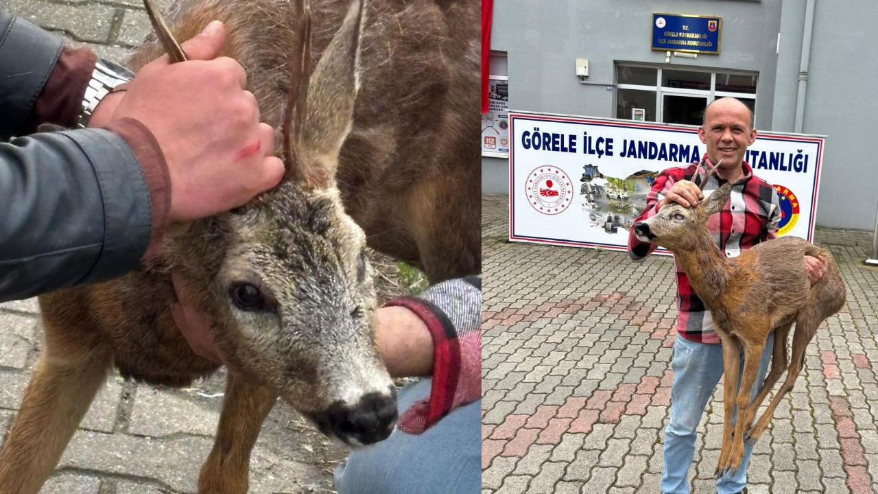 Giresun'da can pazarı: Köpeklerin saldırdığı yaralı karacayı vatandaşlar kurtardı