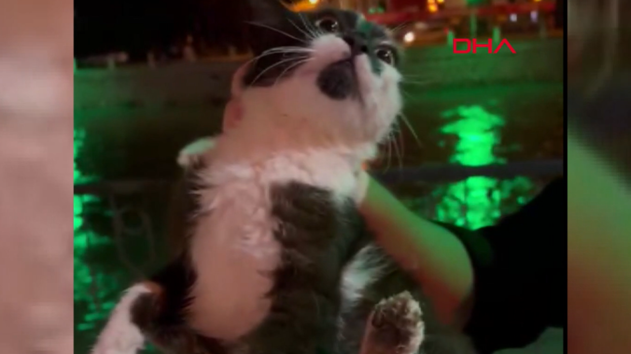 Yeşilırmak’ta kedi kurtarma operasyonu