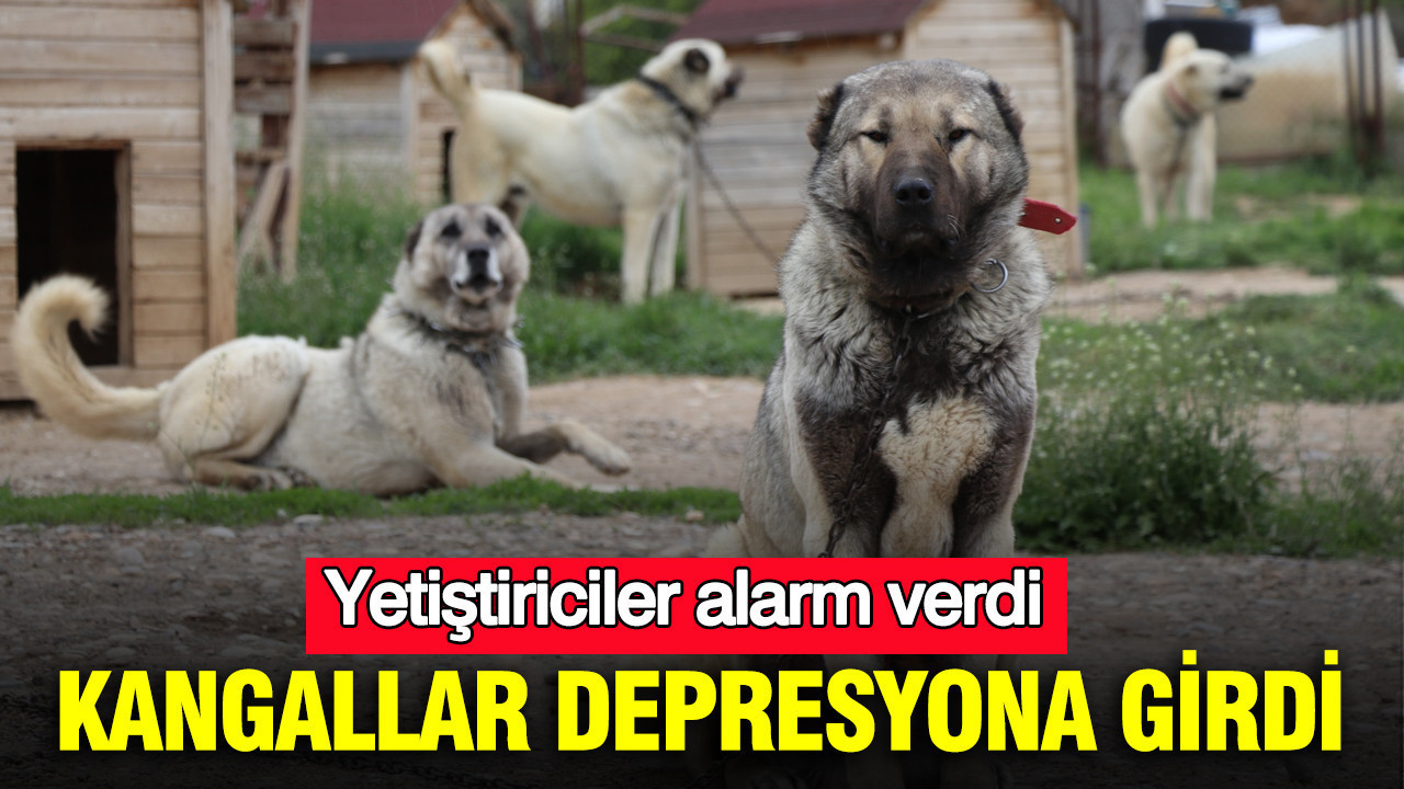 Yetiştiriciler alarm verdi: Kangallar depresyona girdi