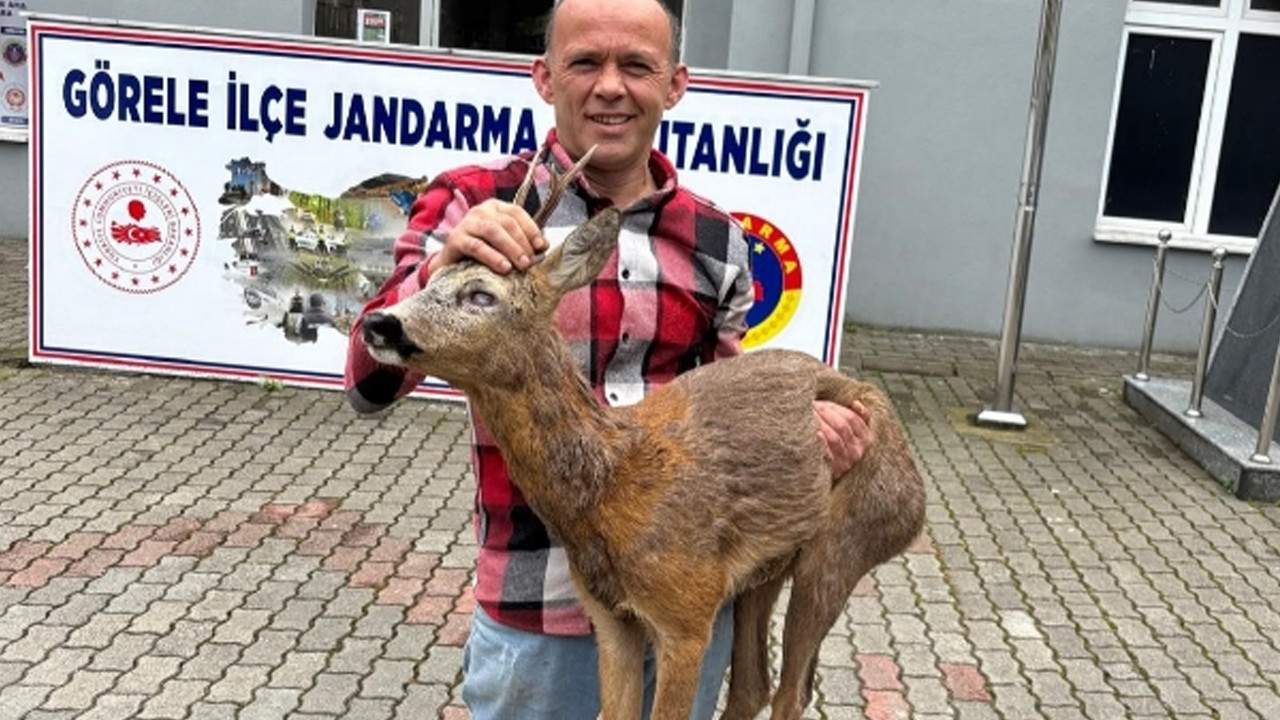 Giresun'da köpeklerin saldırdığı yaralı karaca vatandaşlar tarafından kurtarıldı