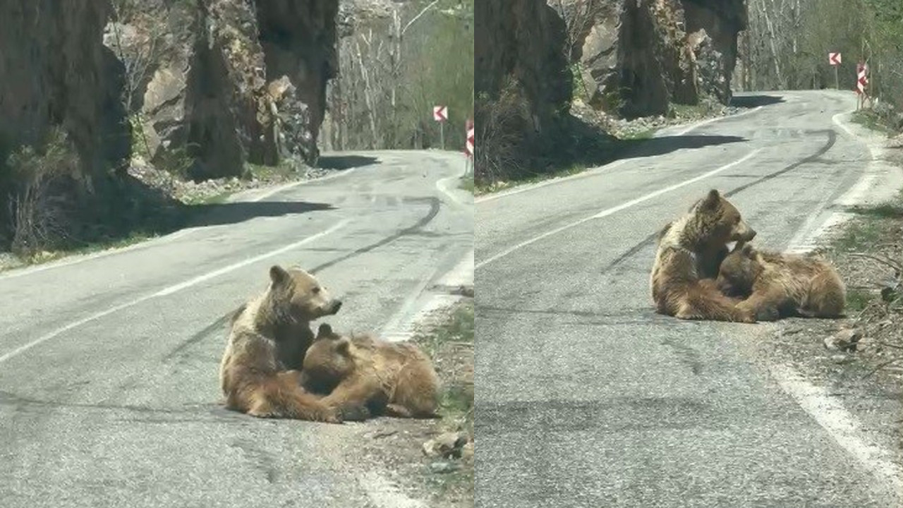Munzur Vadisi’nde görülmemiş manzara: Anne ayı yavrusunu yol kenarında emzirdi