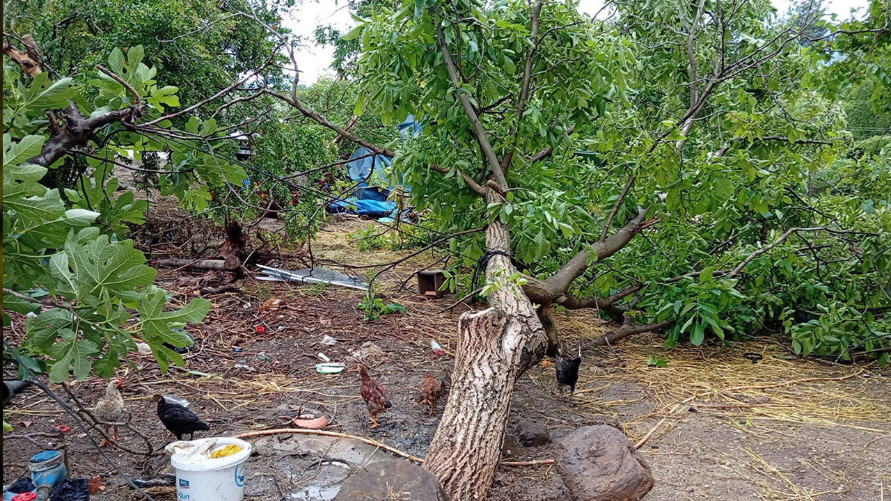 Osmaniye’de hortum ağaçları kökünden söktü