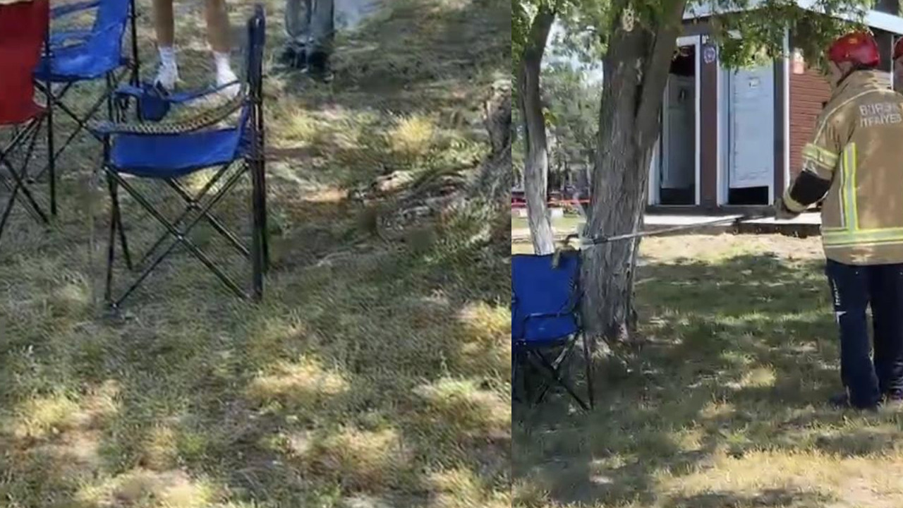 Sarı yılan Bursa’da ortaya çıktı