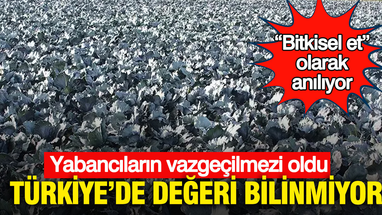 Türkiye’de değeri bilinmiyor: Yabancıların vazgeçilmezi oldu “Bitkisel et” olarak anılıyor