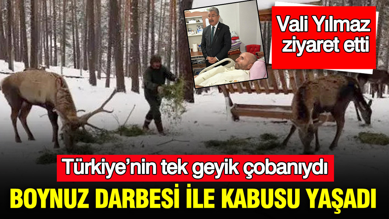 Türkiye’nin tek geyik çobanıydı: Boynuz darbesi ile kabusu yaşadı: Vali Yılmaz ziyaret etti