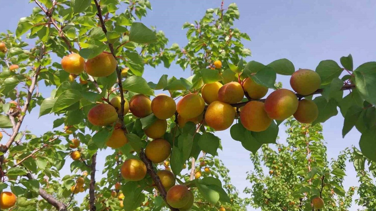 Kayısı bahçelerinde hasat başladı
