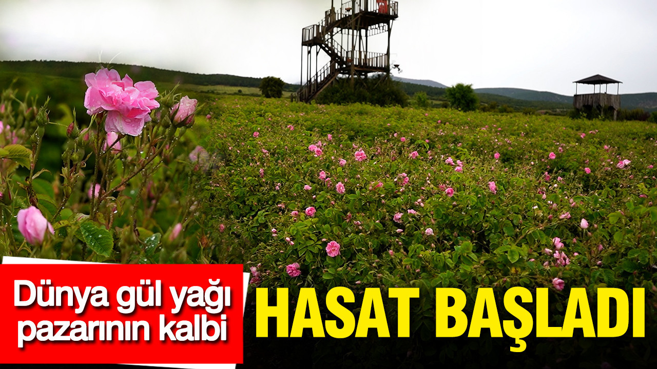 Dünya gül yağı pazarının kalbi: Isparta’da hasat başladı