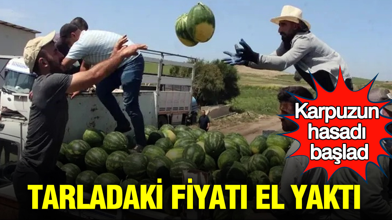 Karpuz hasadı başladı: Tarladaki fiyatı el yaktı