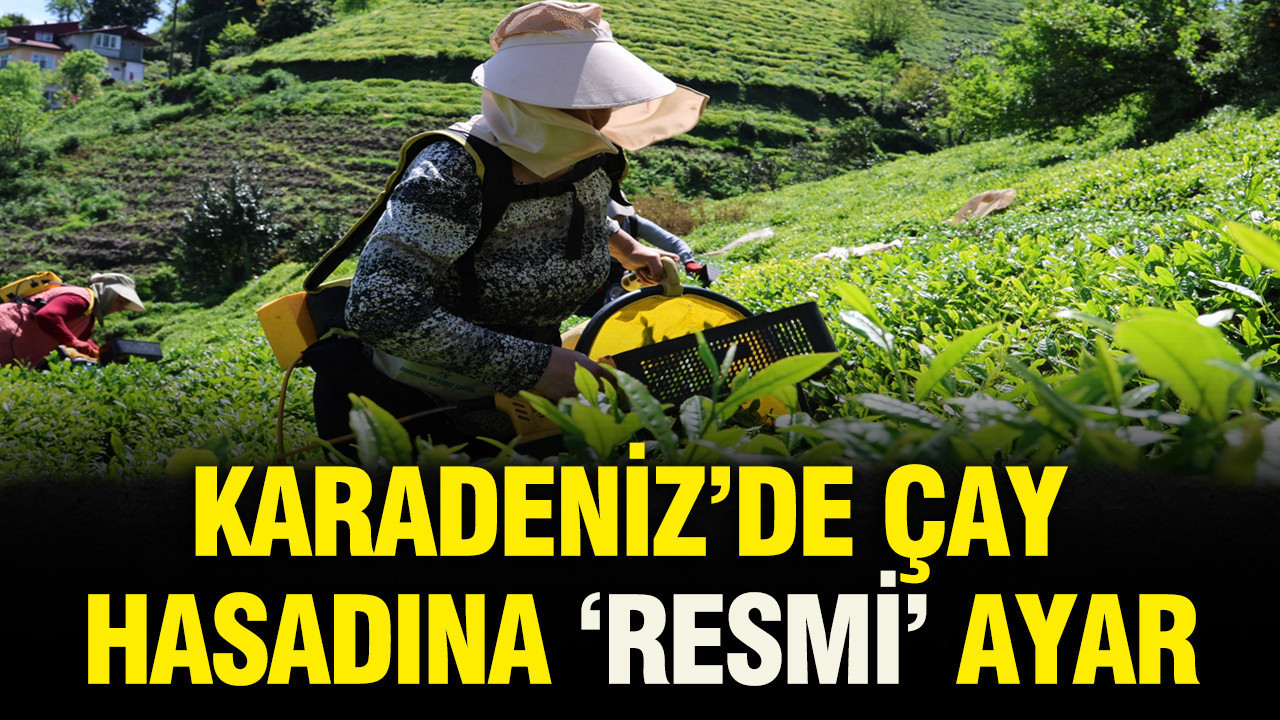 Ne 1 lira eksik ne 1 lira fazla: Karadeniz’de çay hasadına "resmi" ayar