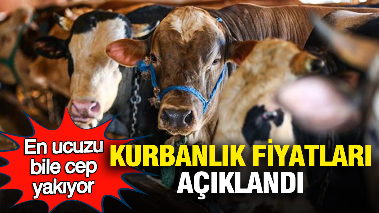 Kurbanlık fiyatları açıklandı: En ucuzu bile cep yakıyor