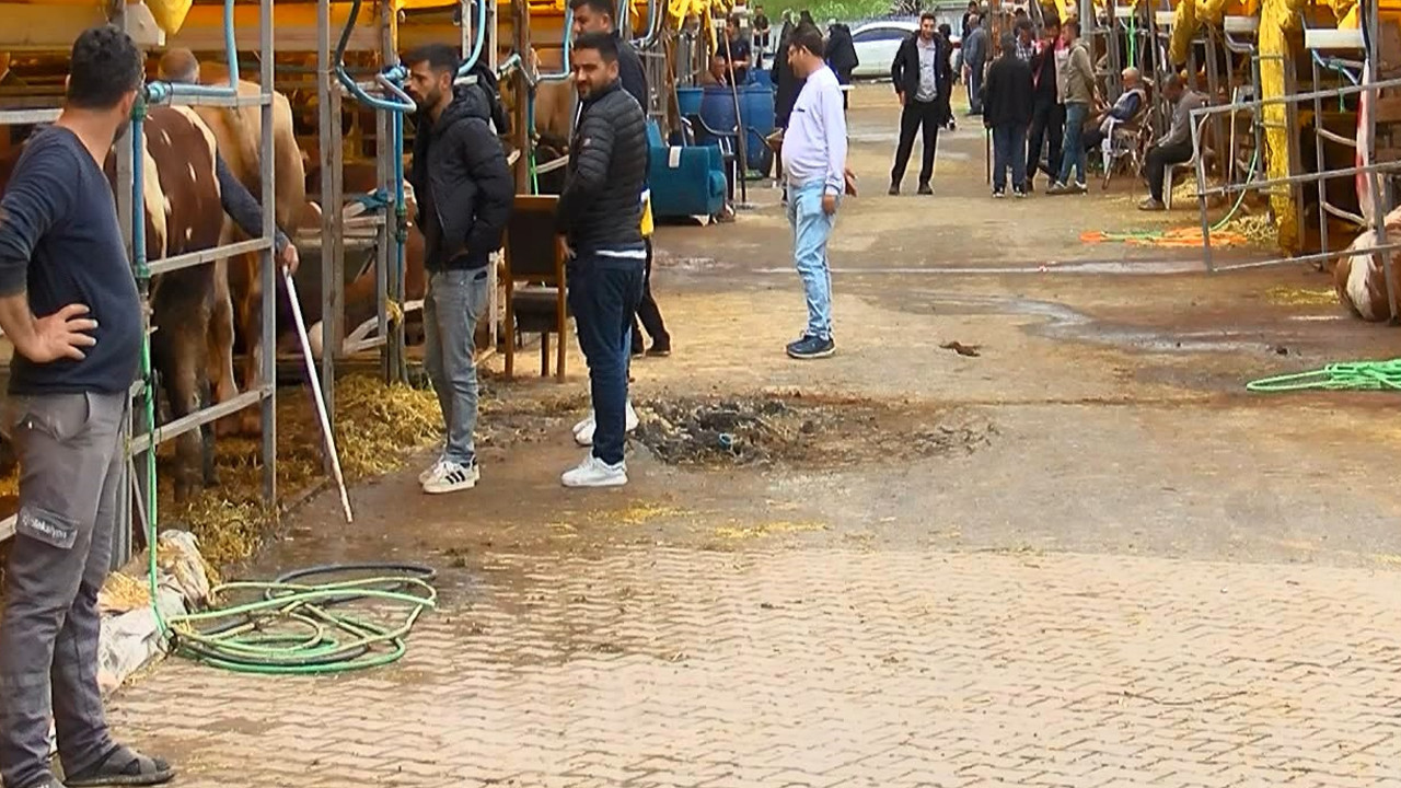 Alıcı bekliyor, satıcı direniyor: Hayvan pazarlarında hareketlilik