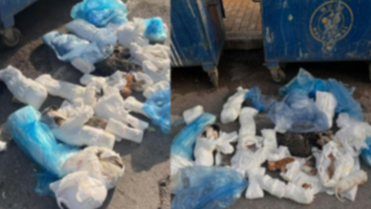 33 ölü kedi bulunmuştu: Veterinerin serbest bırakılmasına savcılık itiraz etti