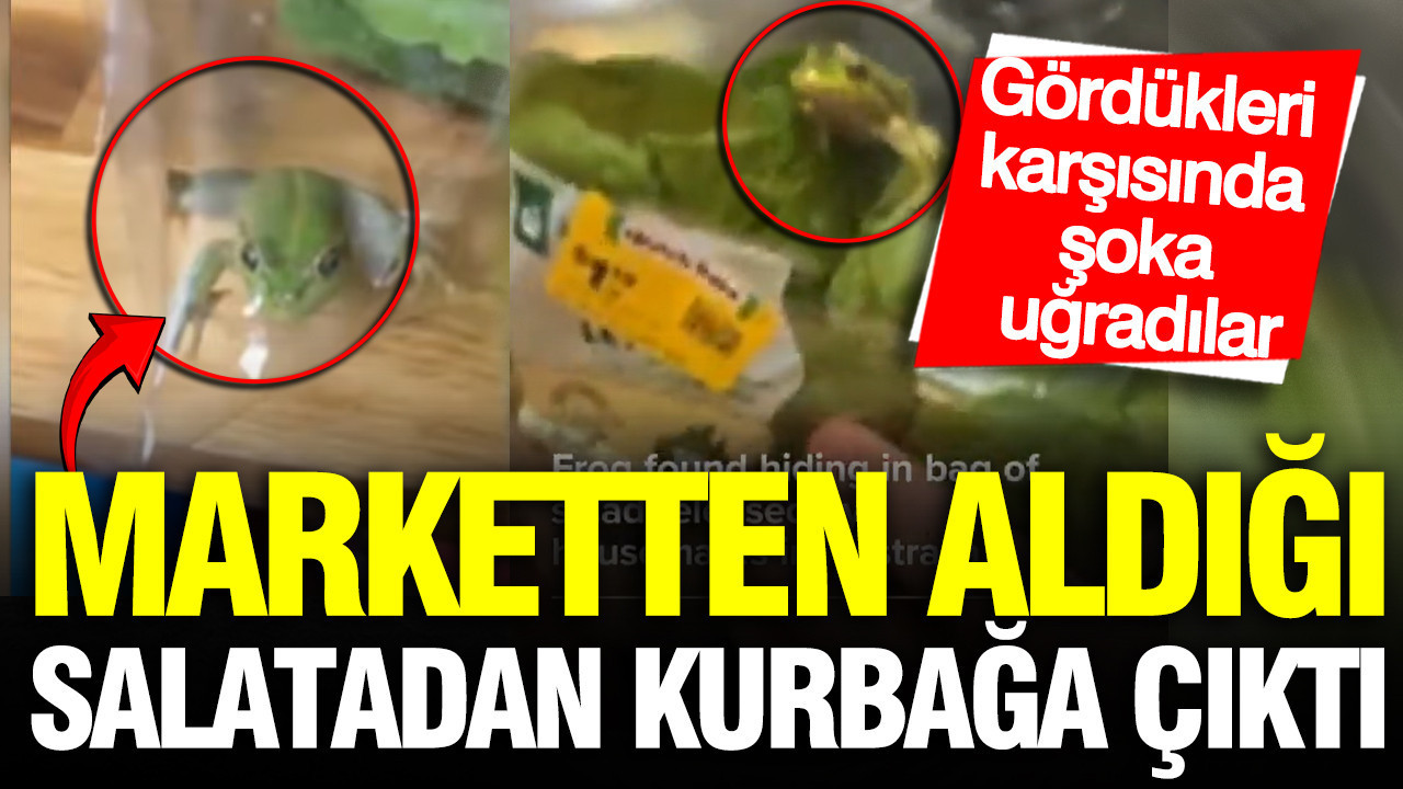 Marketten aldığı salatadan kurbağa çıktı