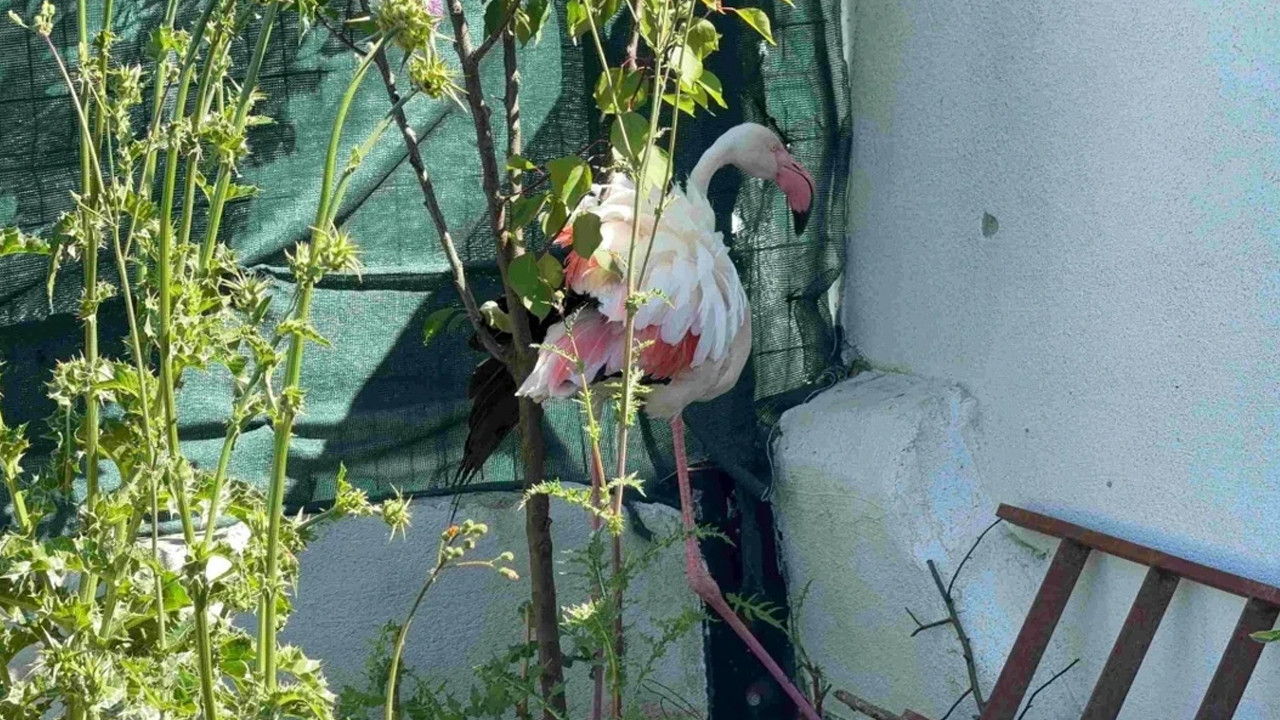 Arnavutköy'de kanadı kırık flamingo bulundu