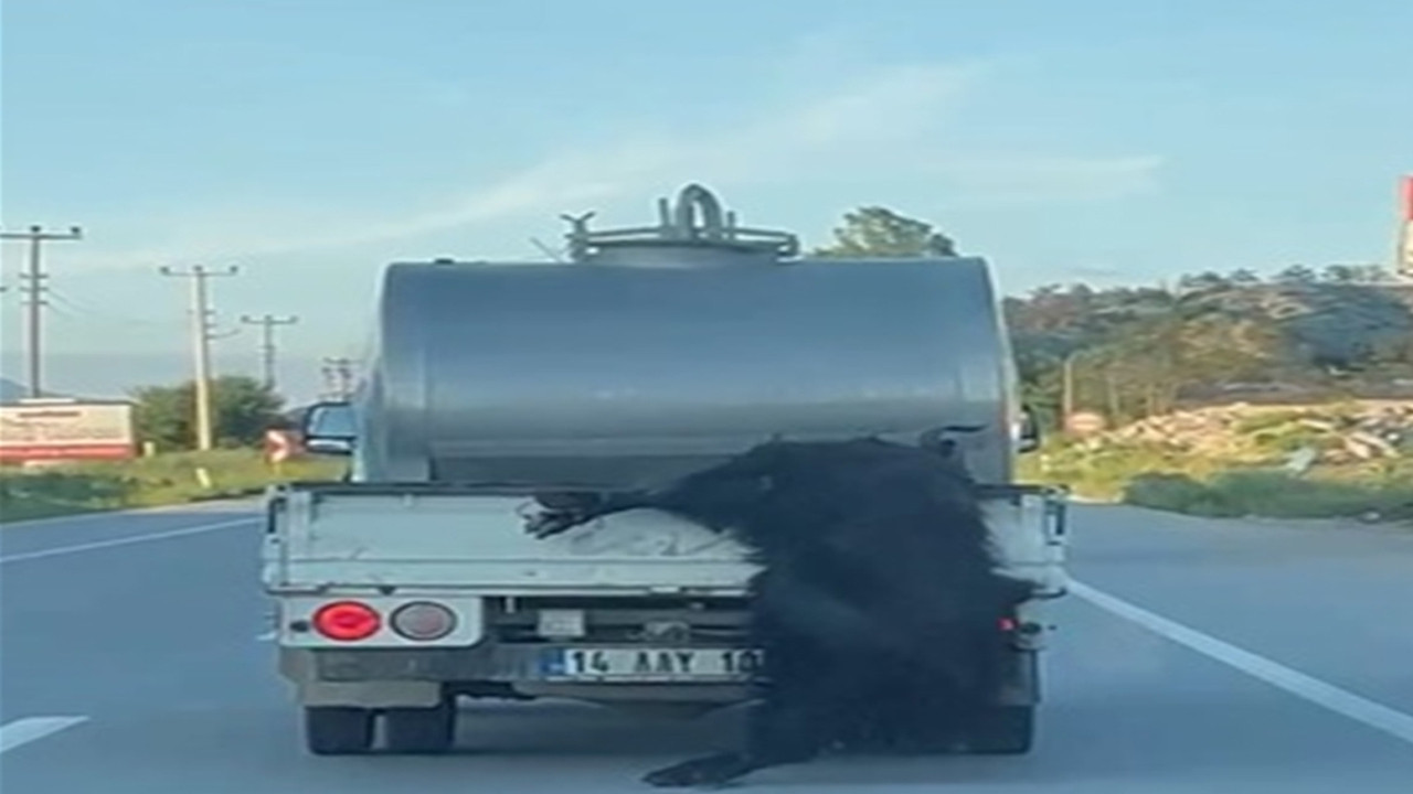 Kurbanlığı kamyonet arkasında sarkıtarak taşıyan sürücüye ceza yağdı