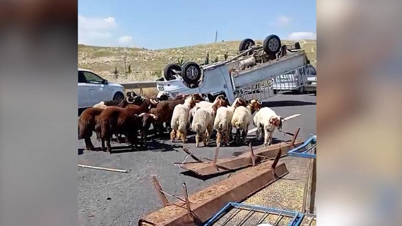 Kurbanlık yüklü kamyonet devrildi: Azrail yolda yakaladı