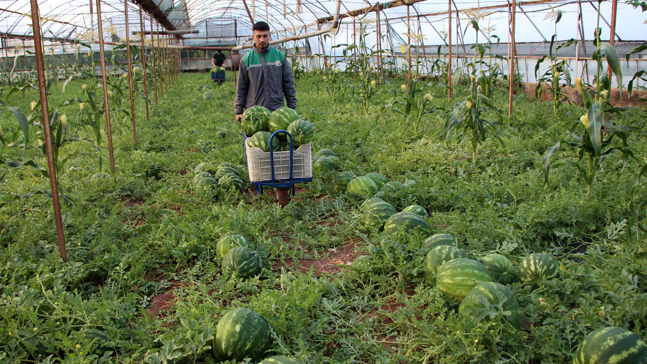 Tadına doyulmaz fiyatı sorulmaz: Antalya’da özel karpuzun hasadı başladı