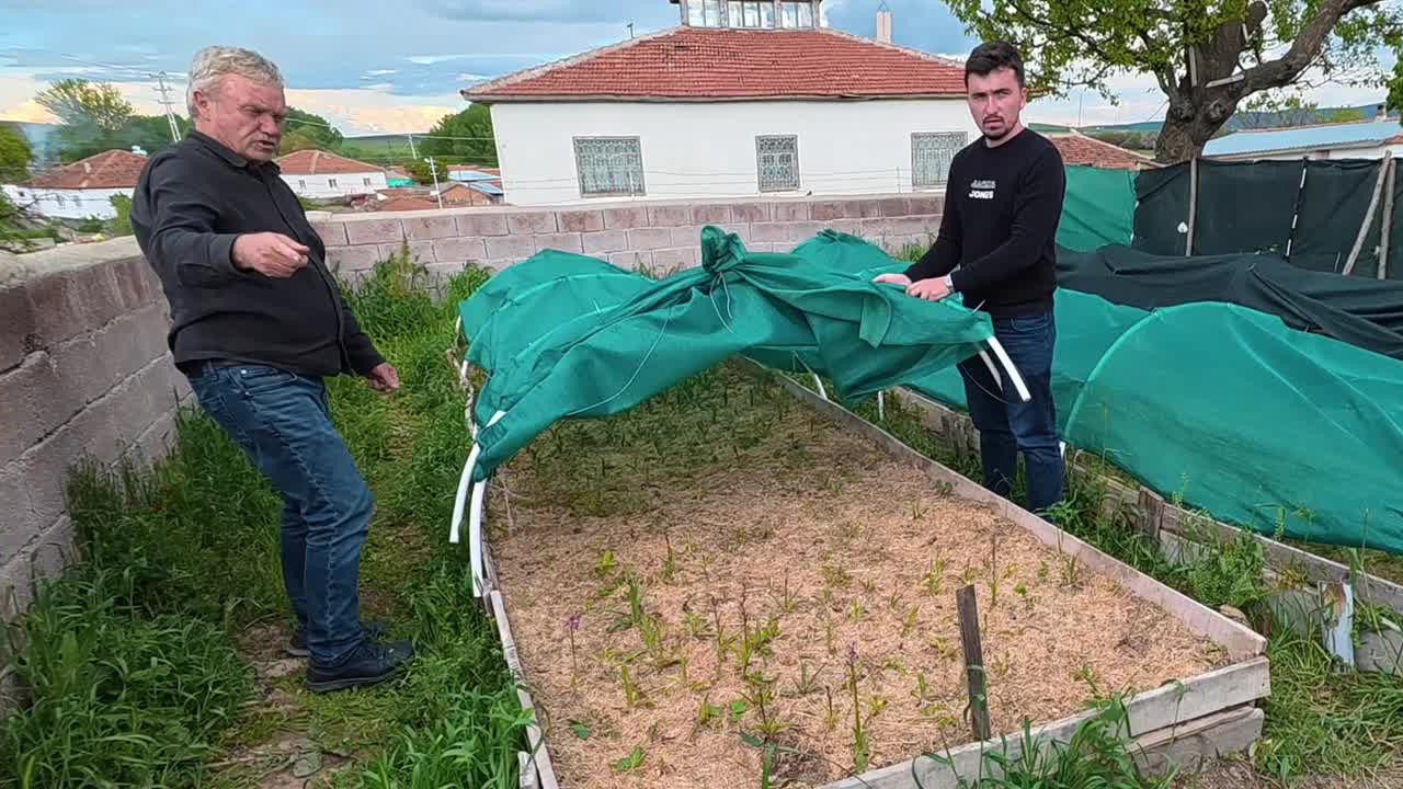 Yozgat'ta koruma altındaki salep orkidesinde ilk hasat heyecanı: Alternatif gelir kapısı olacak