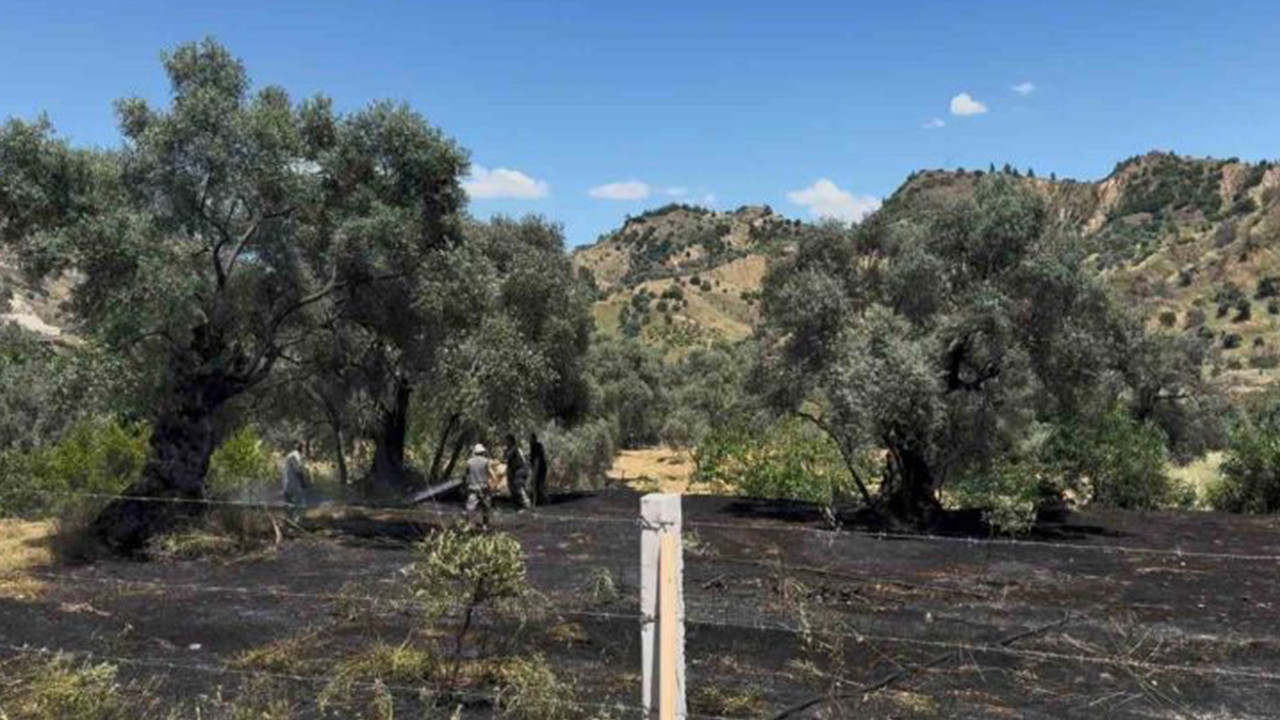 Nazilli’de zeytin bahçesi yangını