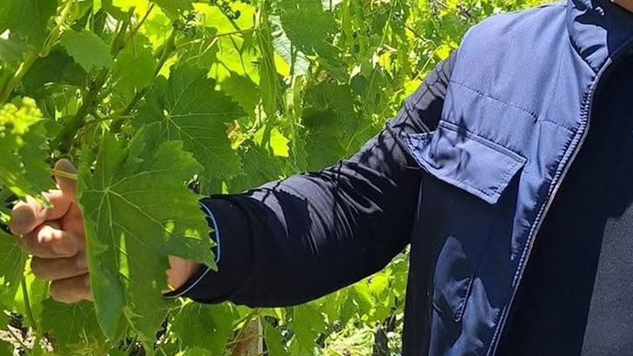 Üreticilerin üzüm mesaisi