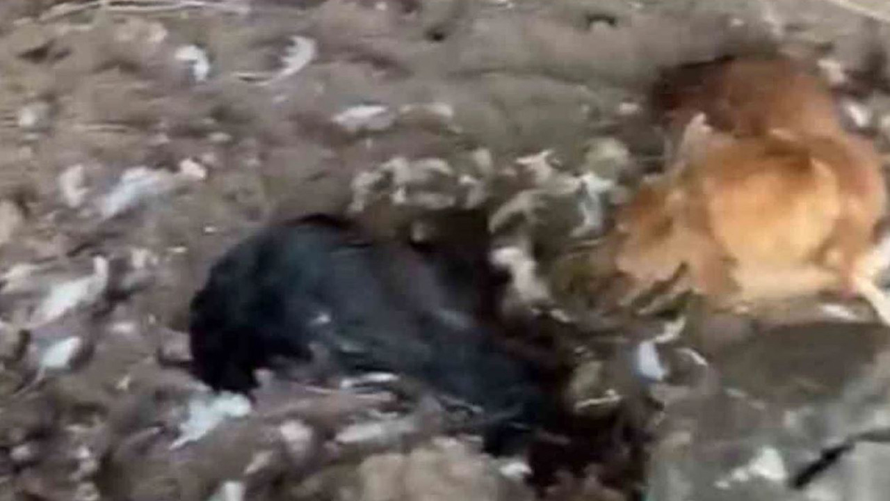 Sokak köpekleri kümese girdi, 30 tavuk telef oldu
