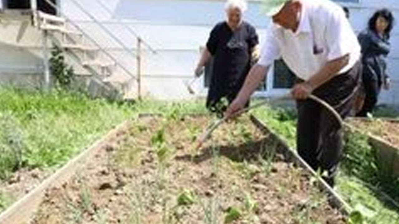 Gönüllü hasat etkinliği kirazla başlıyor