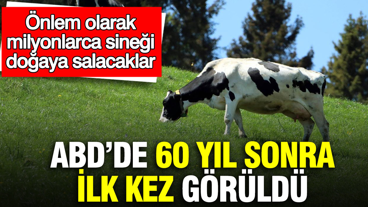 ABD’de et yiyen parazit 60 yıl sonra ilk kez görüldü Önlem olarak milyonlarca sineği doğaya salacaklar
