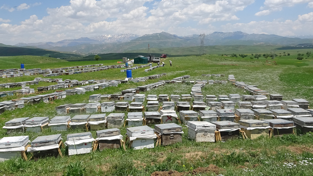 Doğa bu yıl cömert davrandı: Hakkari yaylalarından saf lezze