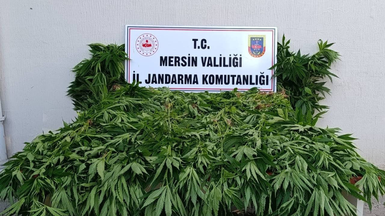 Ormanda kenevir operasyonu: 2 tutuklama