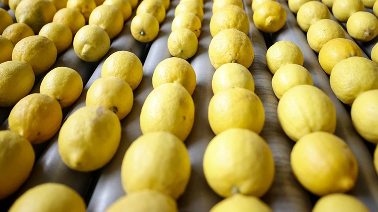 Türkiye'nin limon ihracatında konumu belli oldu