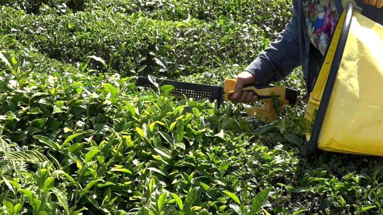 ÇAYKUR yaş çay alımı kararı: Ara verilecek