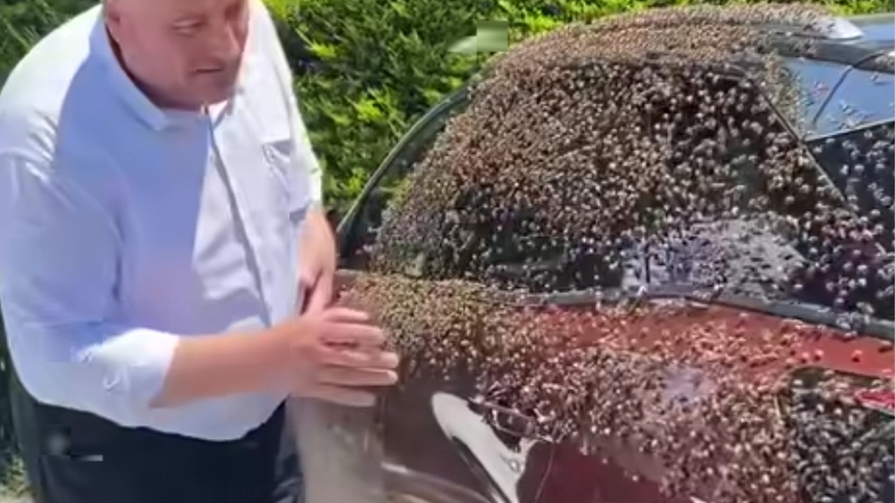 Ordu merkezde sıra dışı olay: Oğul veren binlerce 