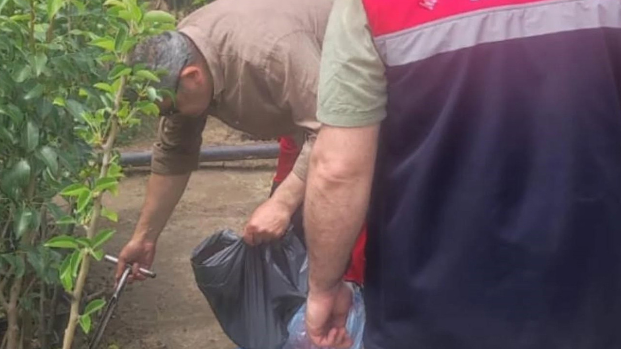 Samsun’da fidancılar mercek altında