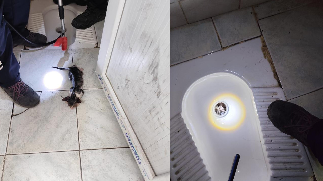 Tuvalet giderinde mahsur kalan kedi için kurtarma operasyonu