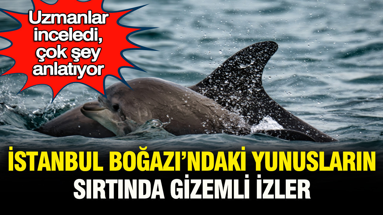 İstanbul Boğazı’ndaki yunusların sırtında gizemli izler: Uzm