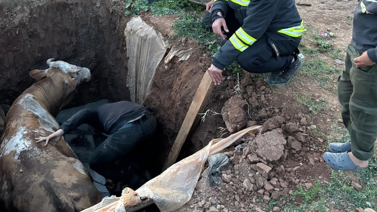 Muş'ta foseptik çukuruna düşen inek için itfaiye s