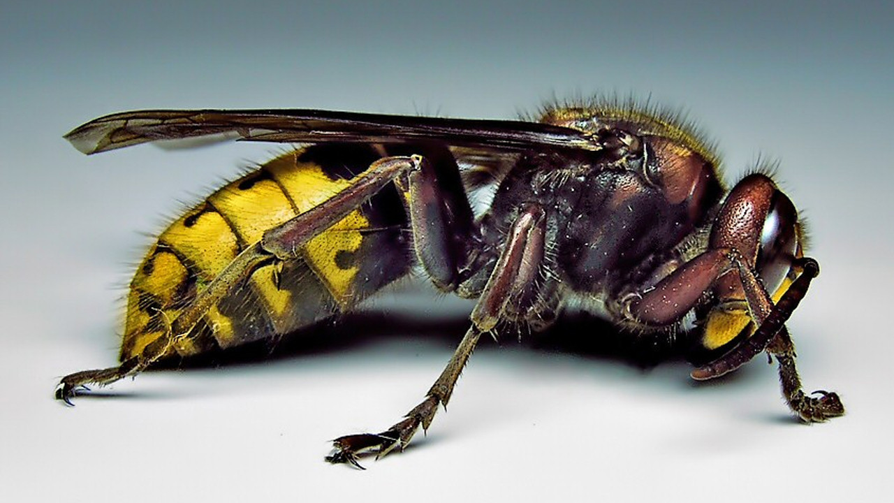 De gevaarlijkste gevleugelde wezens in de natuur: Dodelijke bijen in de wereld en hun soorten in Turkije