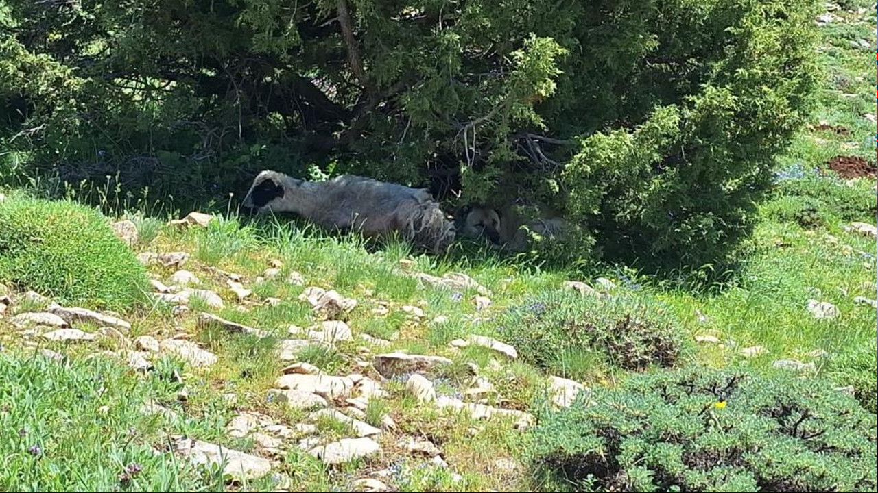 Munzur Dağları'nda duygusal anlar: Kangal sürüden ayrılan koyunu yalnız bırakmadı