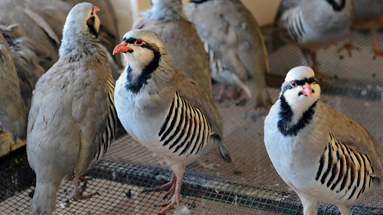 Kastamonu'da keneyle mücadele için bin 200 kınalı keklik doğaya salındı