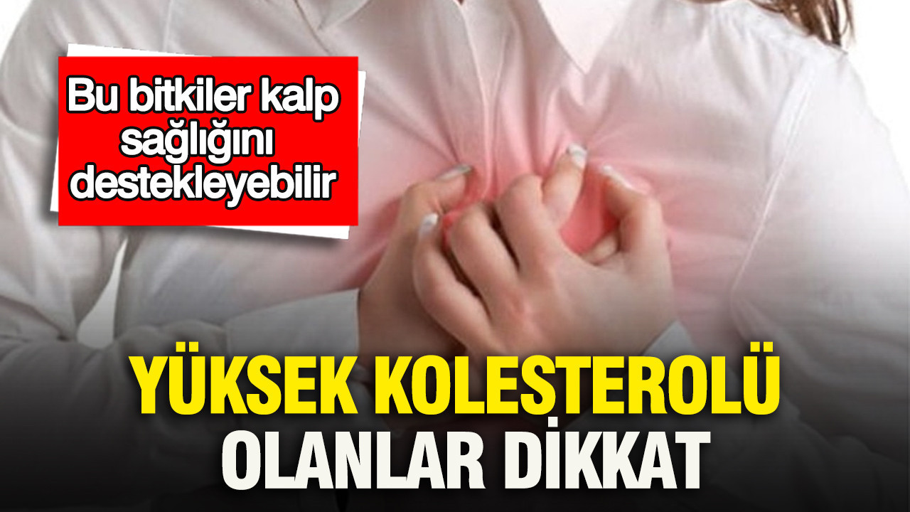 Yüksek kolesterolü olanlar dikkat: Bu bitkiler kalp sağlığını destekleyebilir