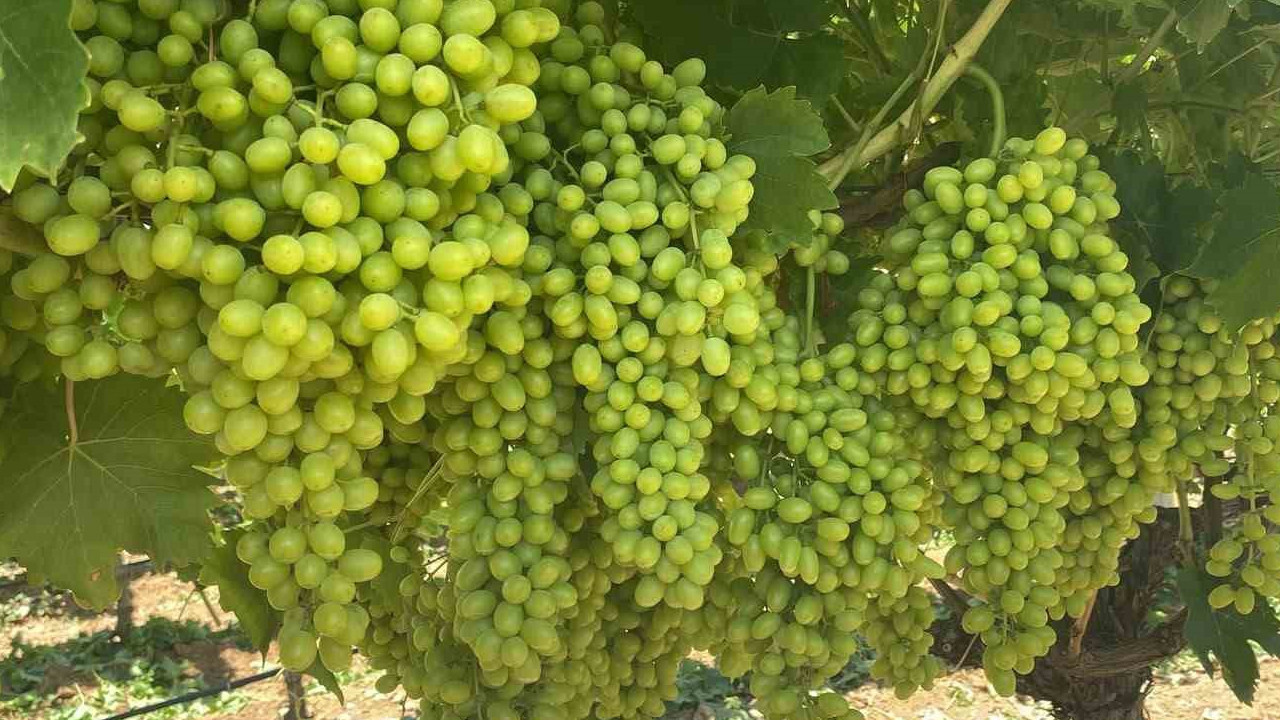 Manisa'da 113 bin dekarlık alanda hasat umutları yeşerdi