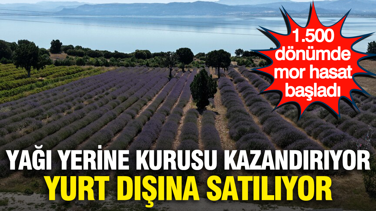Yağı yerine kurusu kazandırıyor, yurt dışına satılıyor... 1.500 dönümde mor hasat başladı