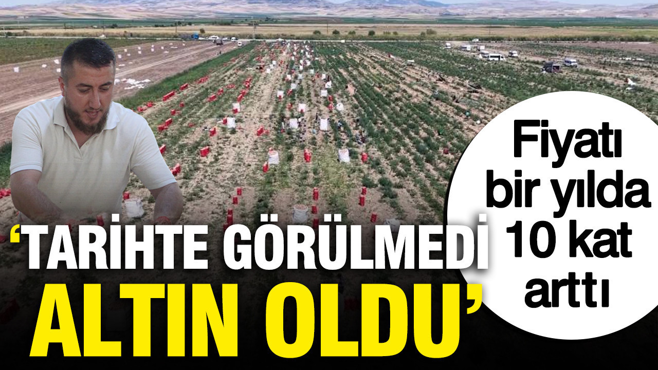 Tarlada hasat başladı fiyatı 1 yılda 10 kat arttı: 'Tarihte görülmedi, altın oldu'