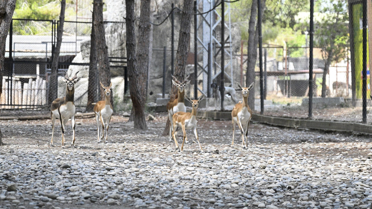 Tarsus Doğa Parkı’nda yeni yavrularla hayvan popülasyonu arttı