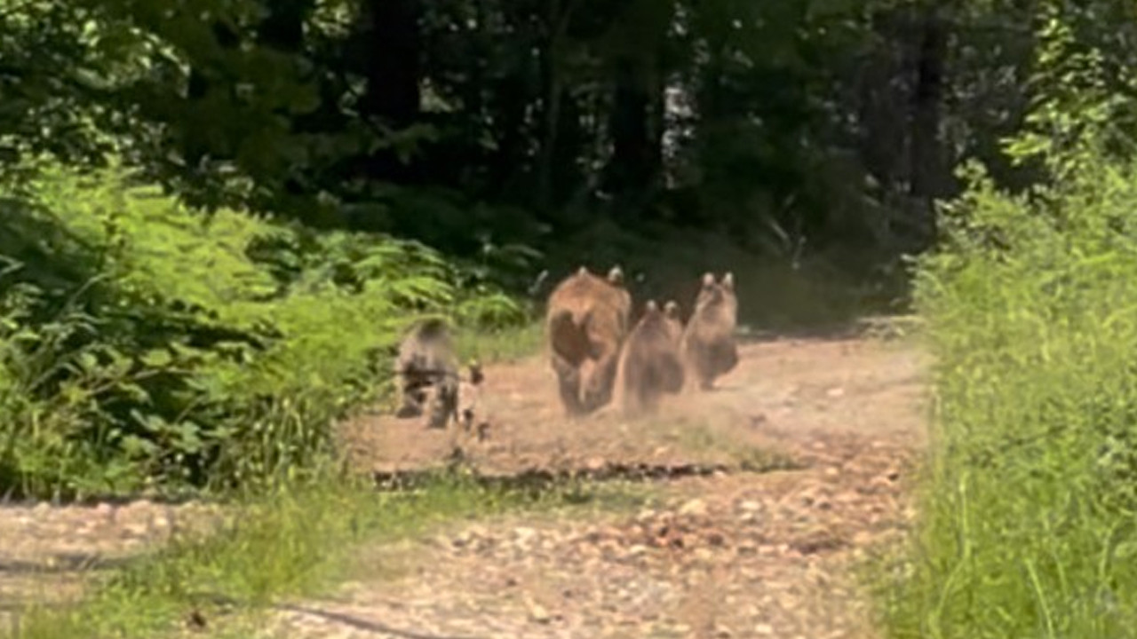 Bolu Mengen’de bozayı ve yavruları doğa gezgini tarafından görüntülendi