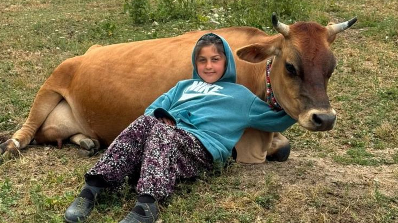 Gümüşhane'de 10 yaşındaki Nehir'in buzağısı 'Yaman' için döktüğü gözyaşları yürekleri dağladı