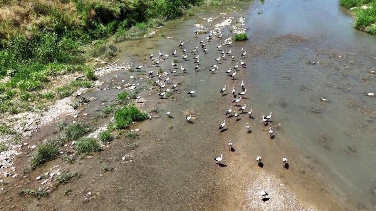 Karabük’te Soğanlı Çayı’na akın eden leylek sürüsü dronla görüntülendi