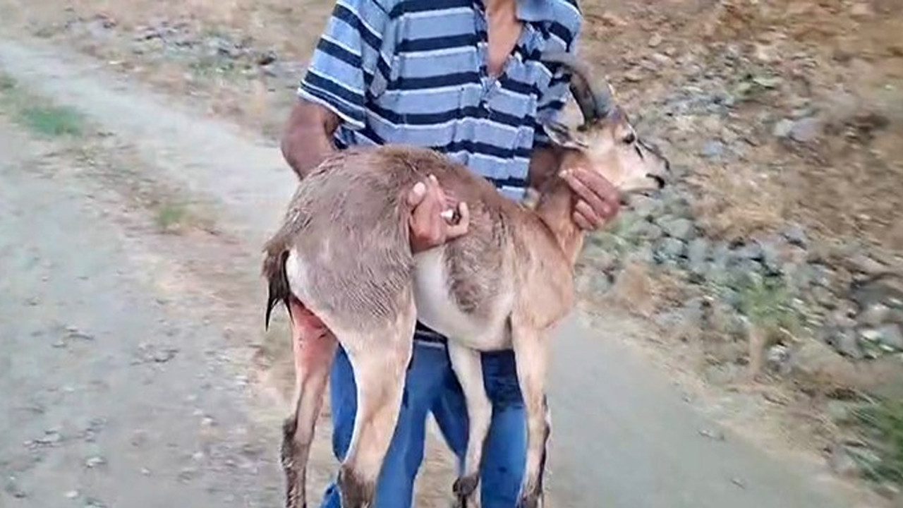 Elazığ'da köpeklerin saldırdığı yaralı dağ keçisini kucağında taşıyarak kurtardı