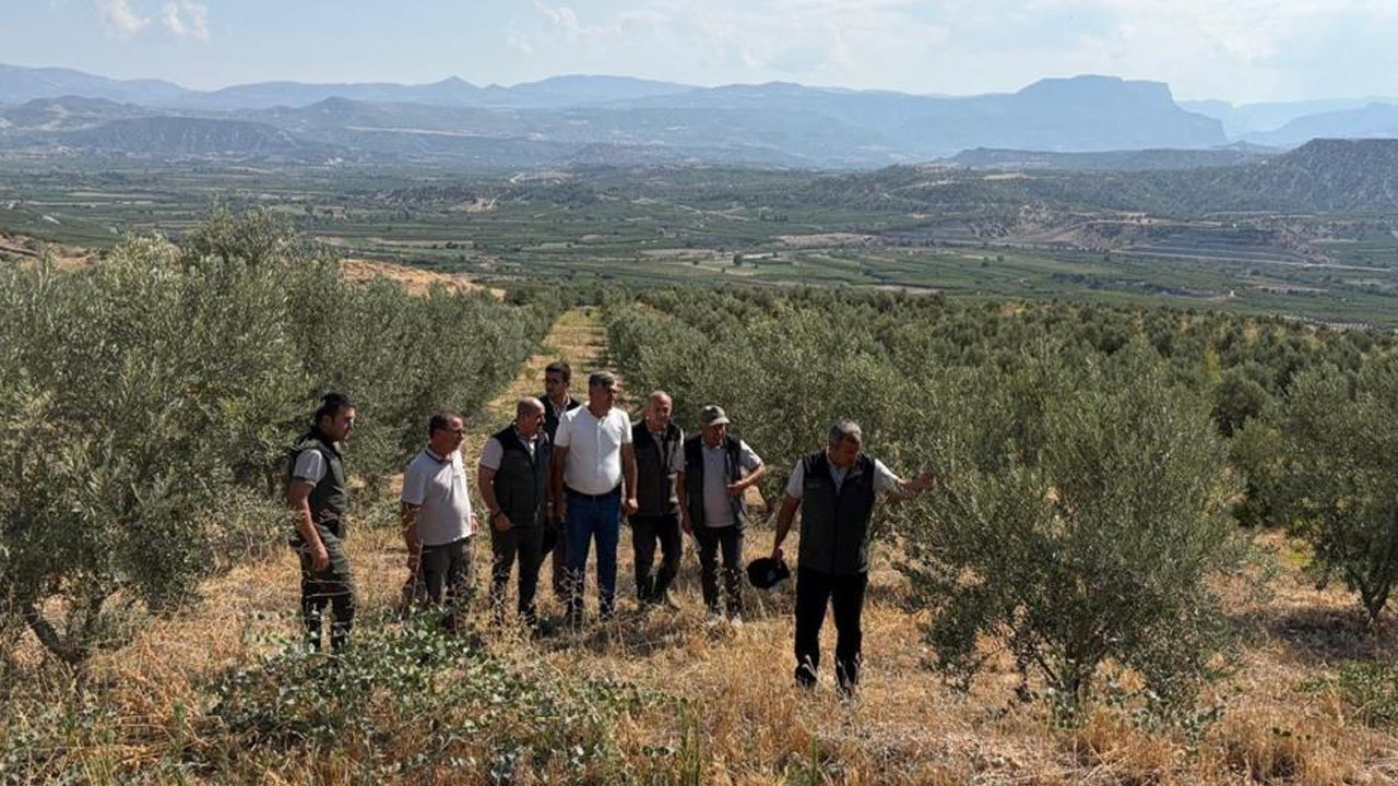 Mersin’de köylüye kazanç sağlayan zeytin sahalarına üst düzey denetim