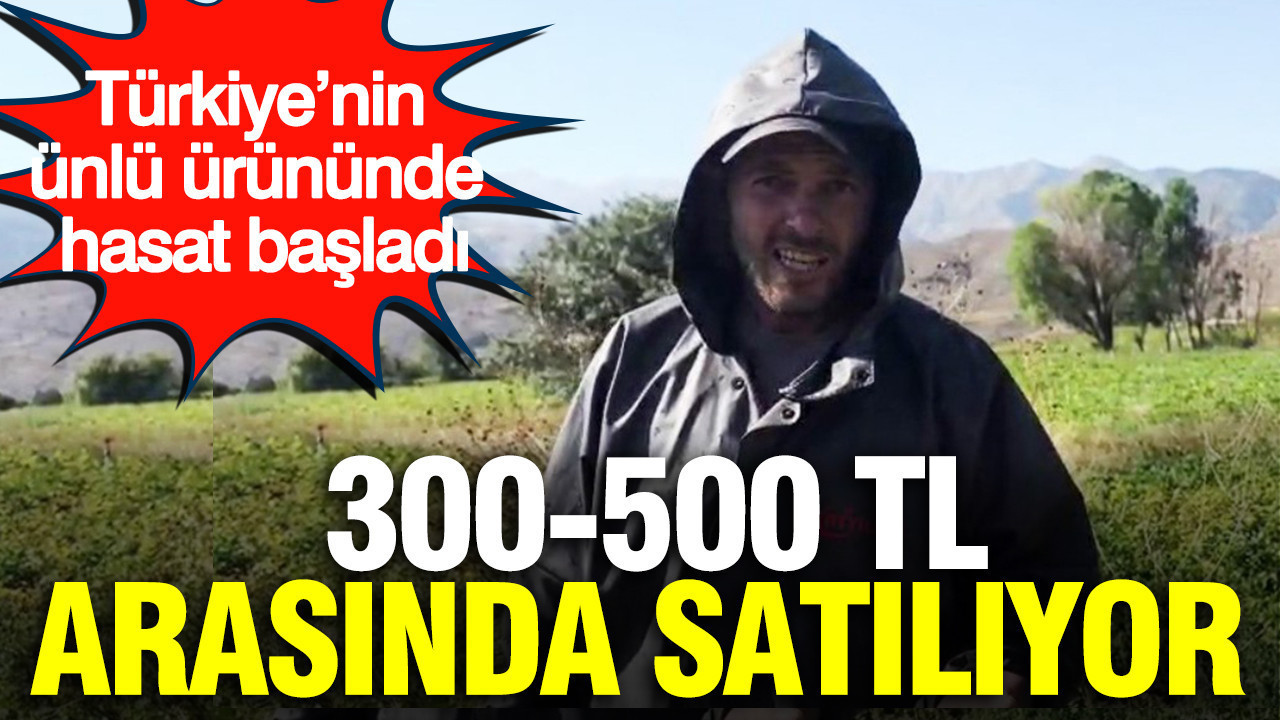 300-500 TL arasında satılıyor: Türkiye’nin ünlü ürününde hasat başladı
